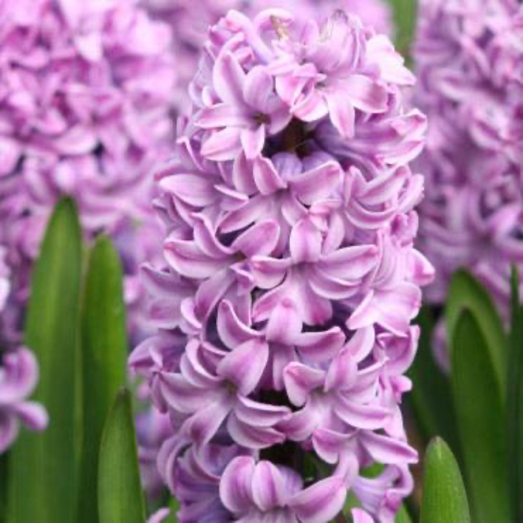 Miss Saigon Hyacinth Bulbs – Botanical Interests