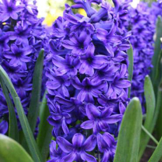 Blue Jacket Hyacinth Bulbs