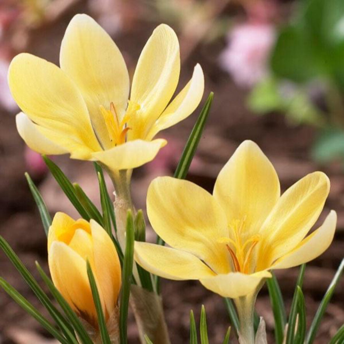 Romance Crocus Bulbs