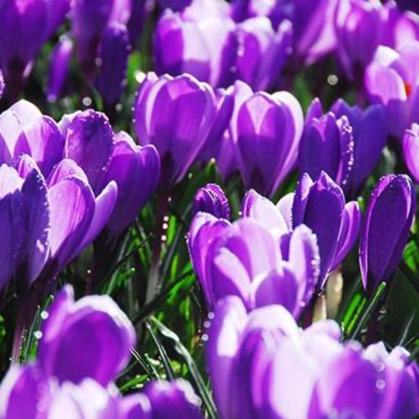 Remembrance Crocus Bulbs