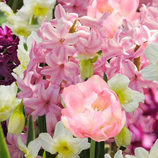 Blushing Ballerina Bulb Mix