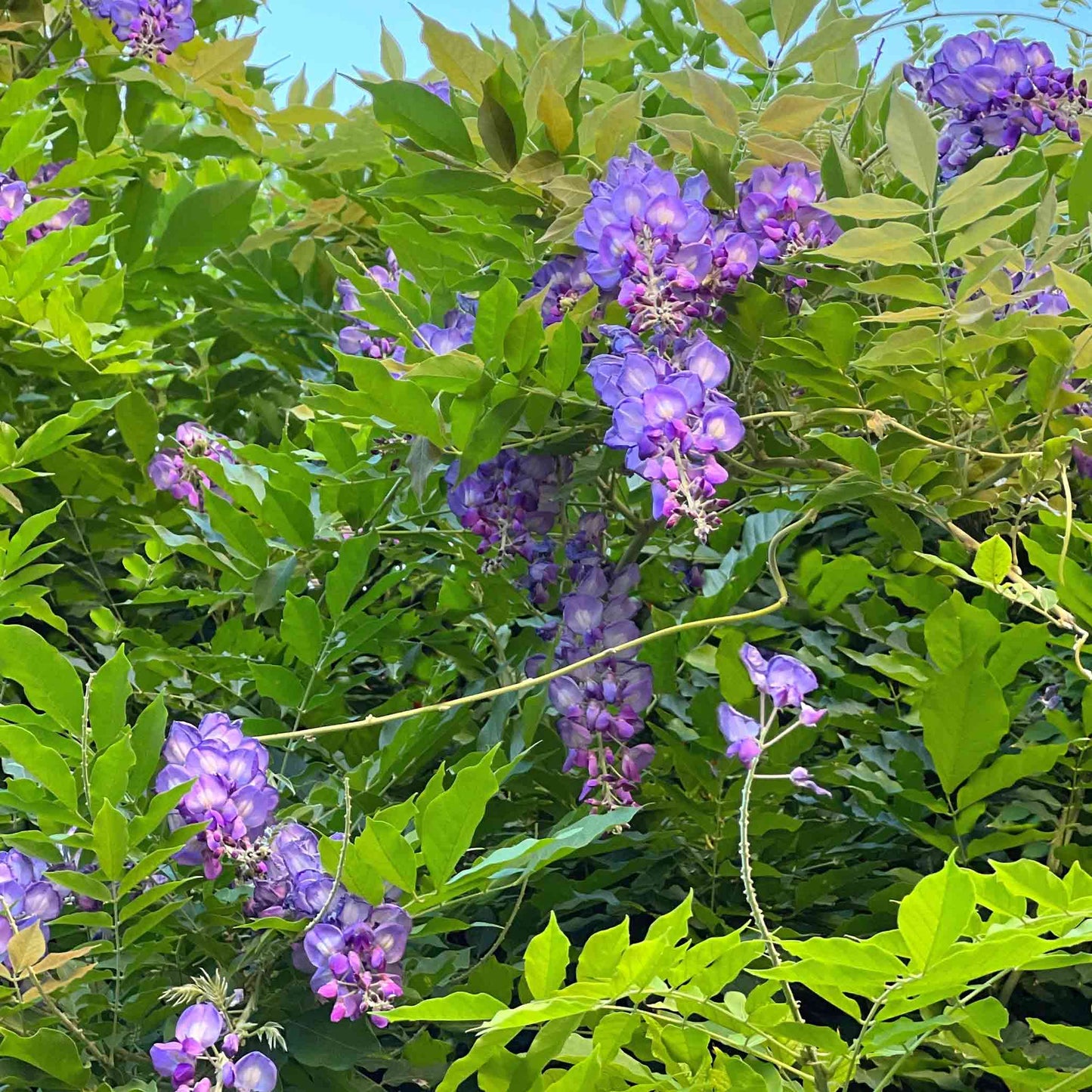 Amethyst Falls Wisteria