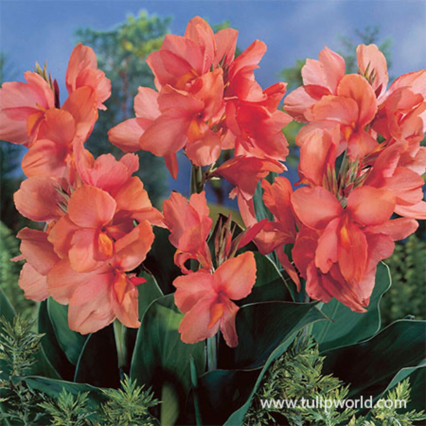 Apricot Frost Canna Lily Bulbs