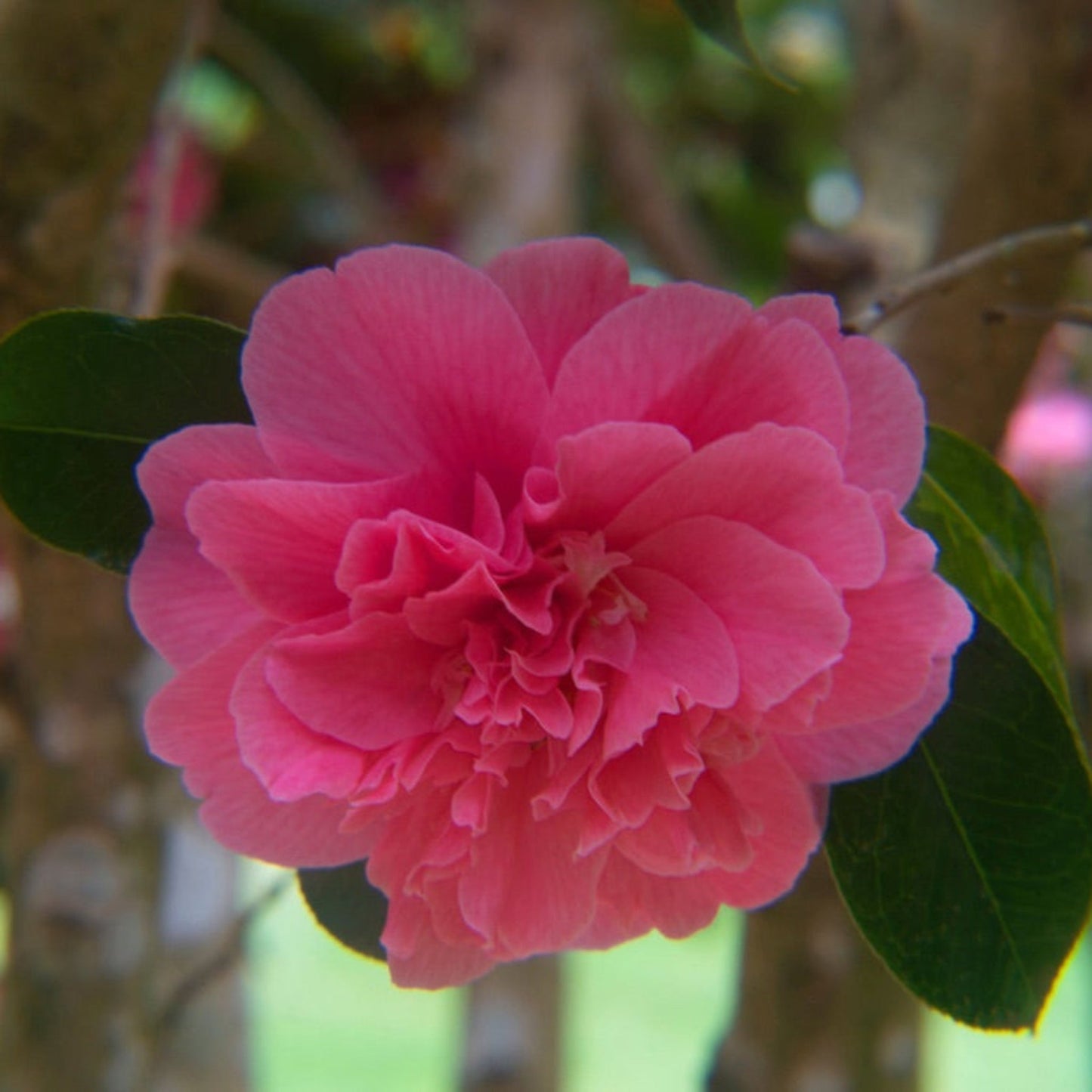 Autumn Spirit Camellia