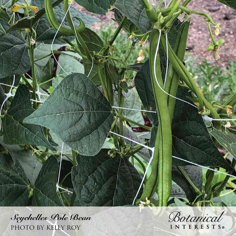 Seychelles Pole Bean Seeds