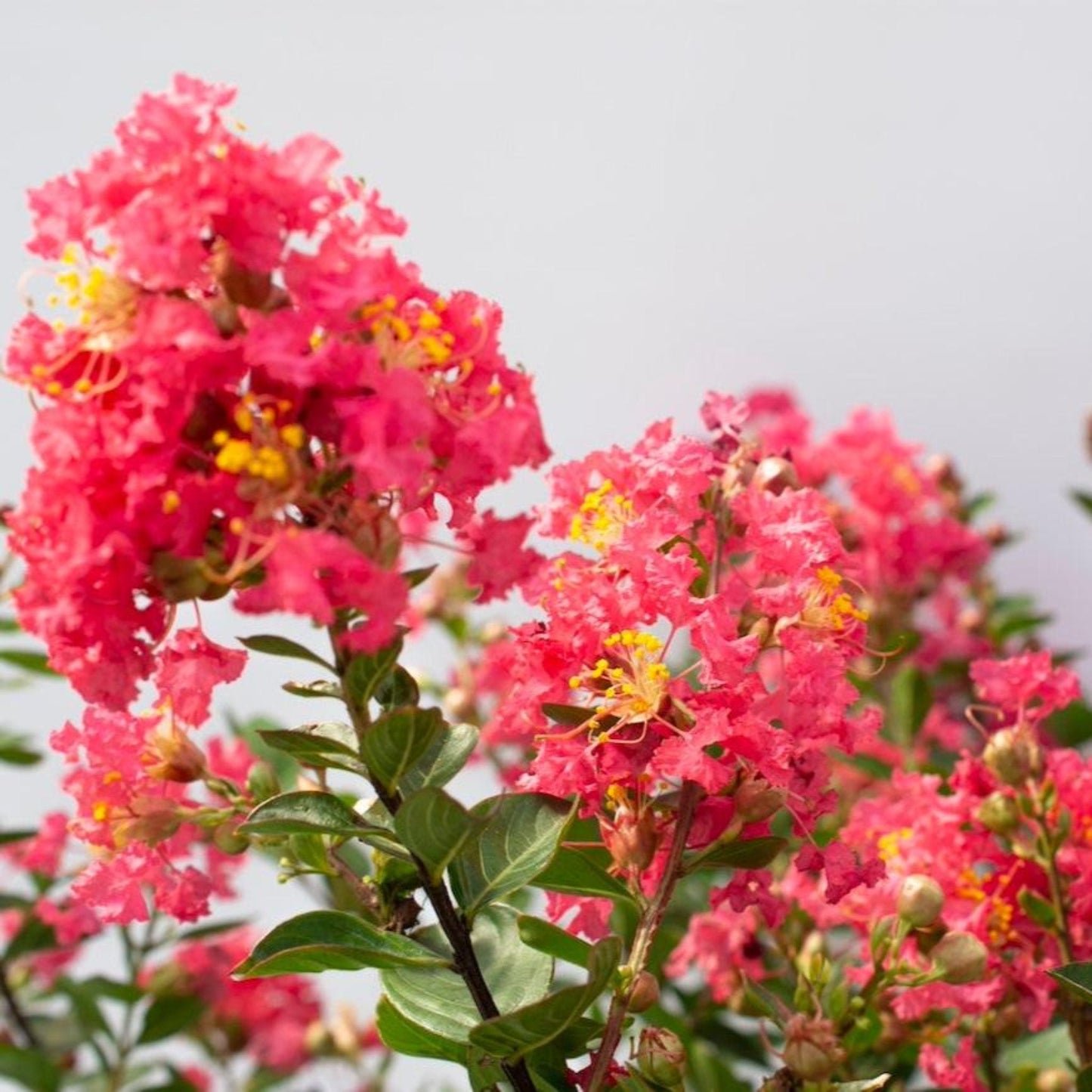 Bellini® Raspberry Crape Myrtle