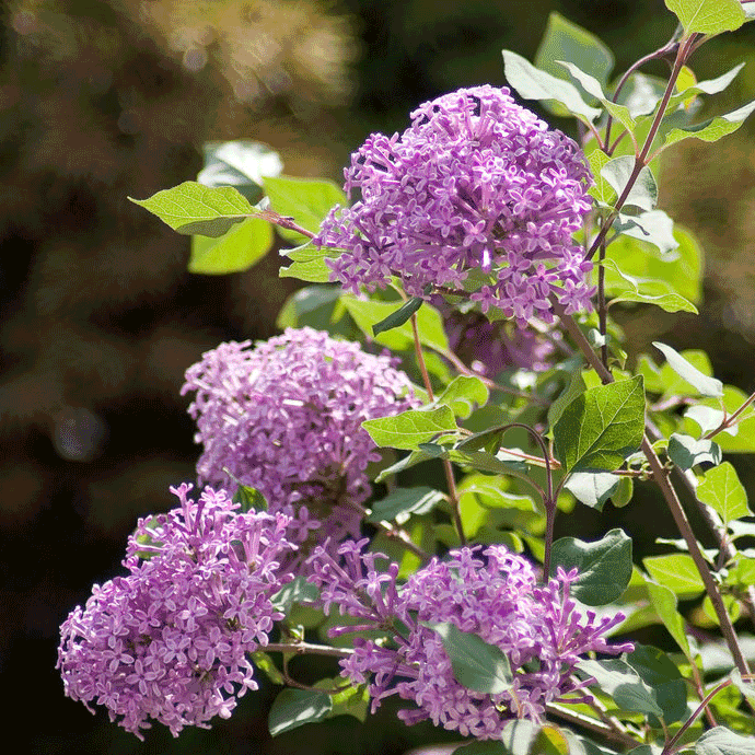 Bloomerang Lilac Bush