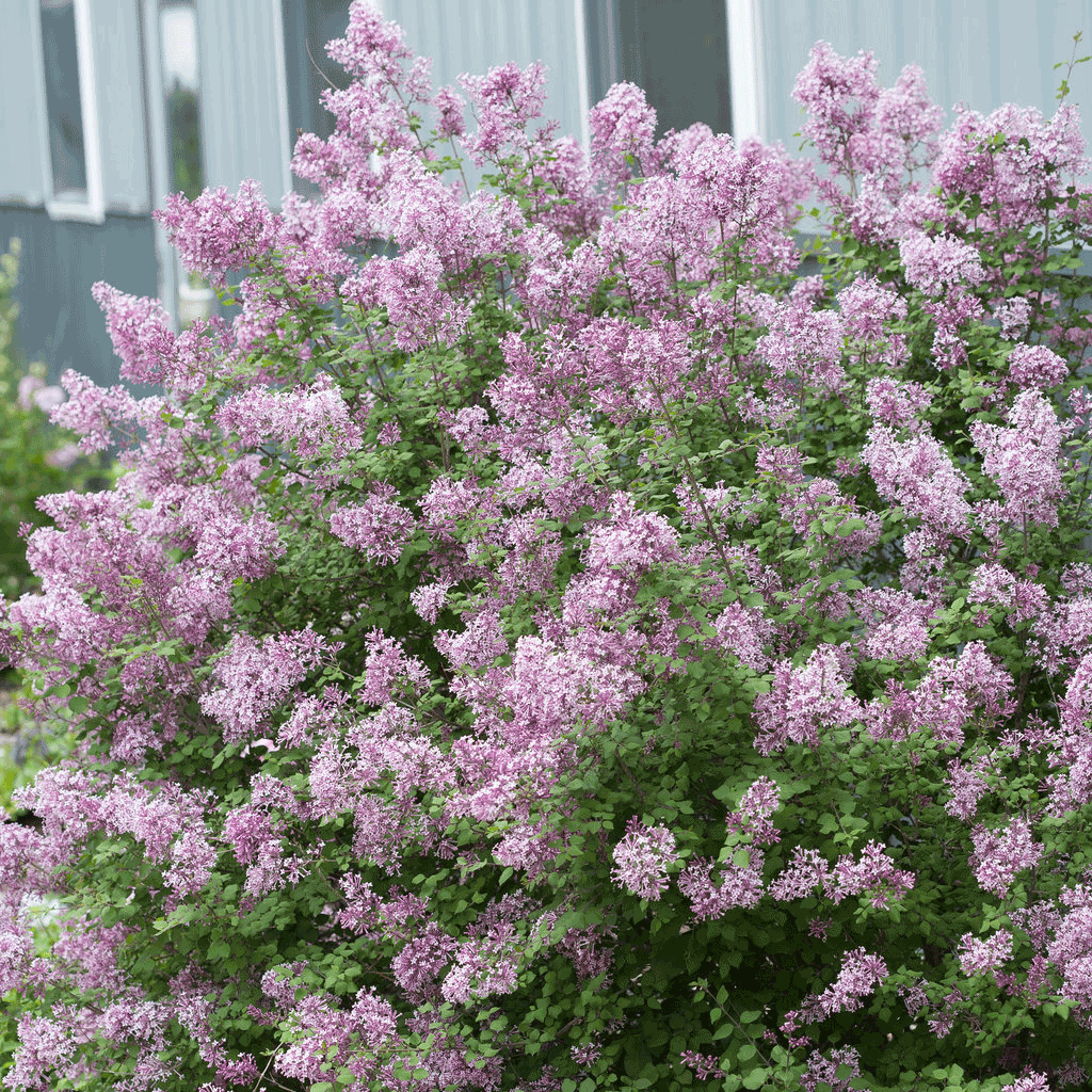 Bloomerang Lilac Bush