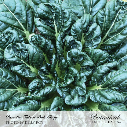 Rosette Tatsoi Bok Choy Seeds