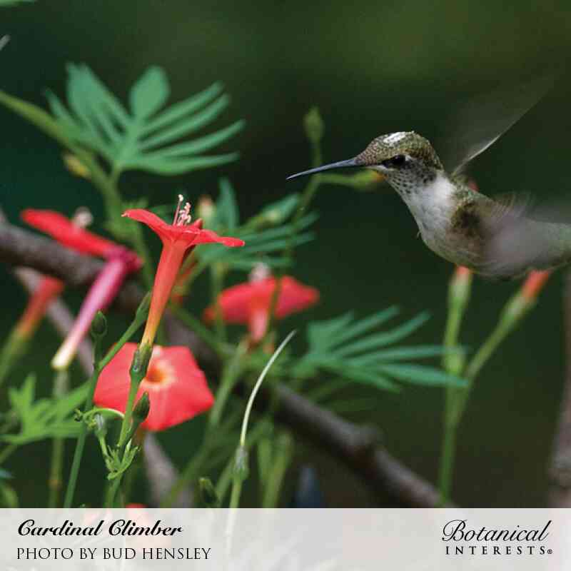 Cardinal Climber Seeds