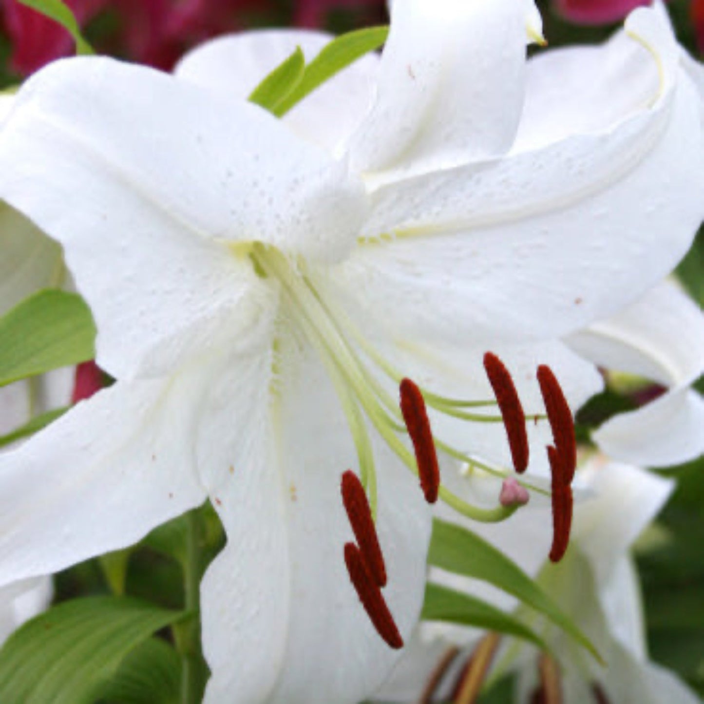 Casa Blanca Oriental Lily Bulbs