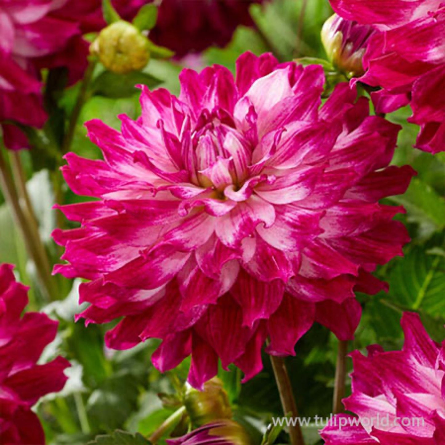 Cloudy Sky Dahlia Bulbs