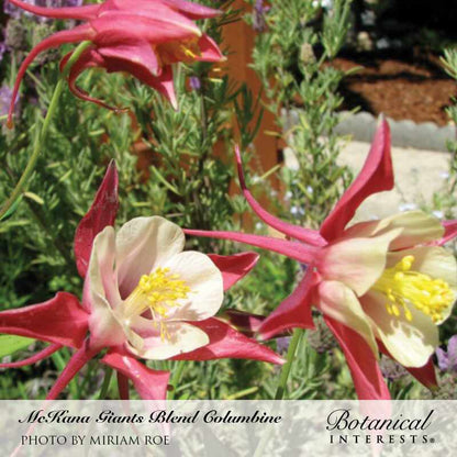 McKana Giants Blend Columbine Seeds