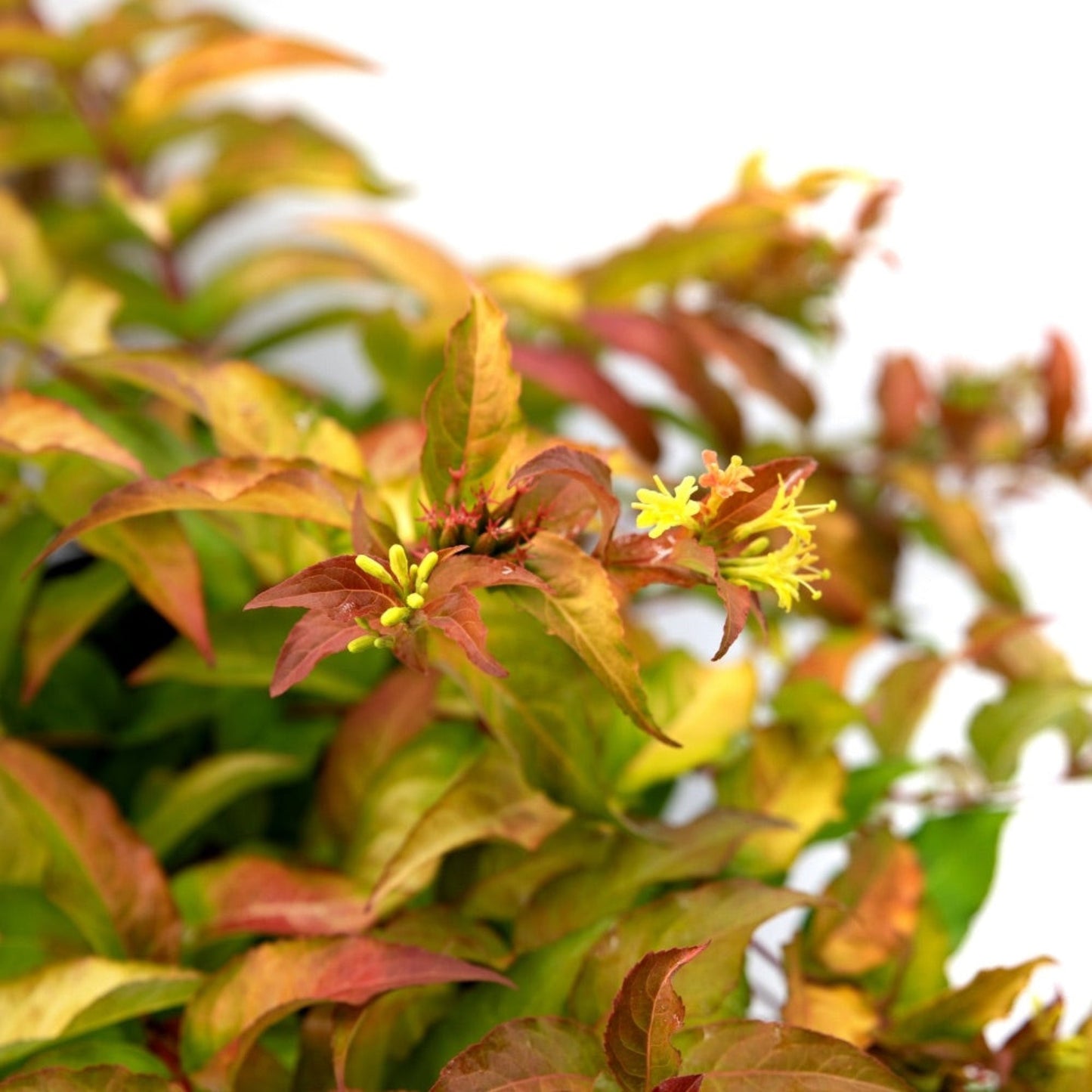 Firefly® Honeysuckle Bush