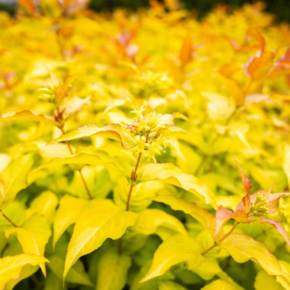 Firefly® Honeysuckle Bush