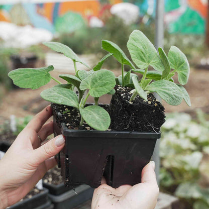 Epic 4-Cell Seed Starting Trays