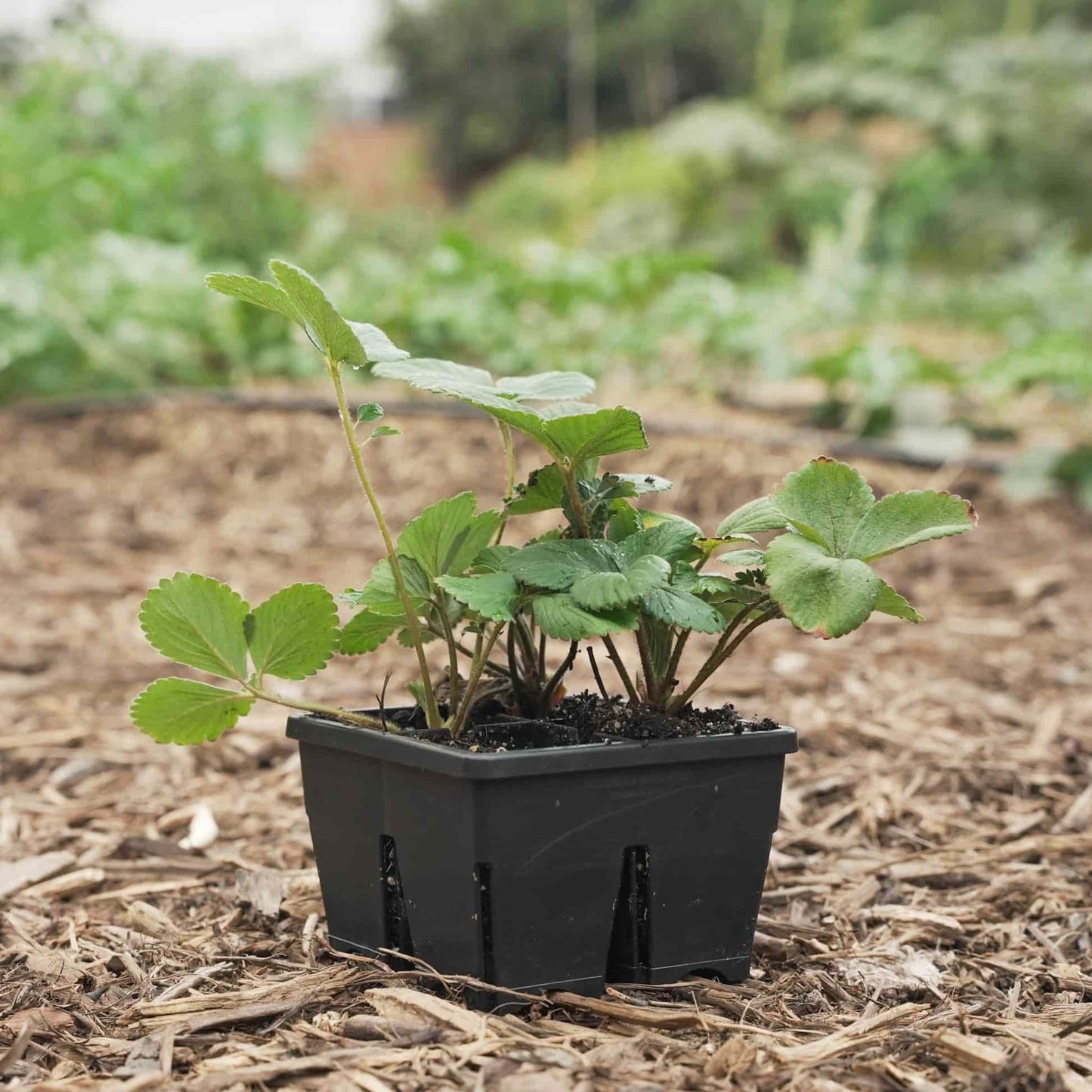 Epic 4-Cell Seed Starting Trays