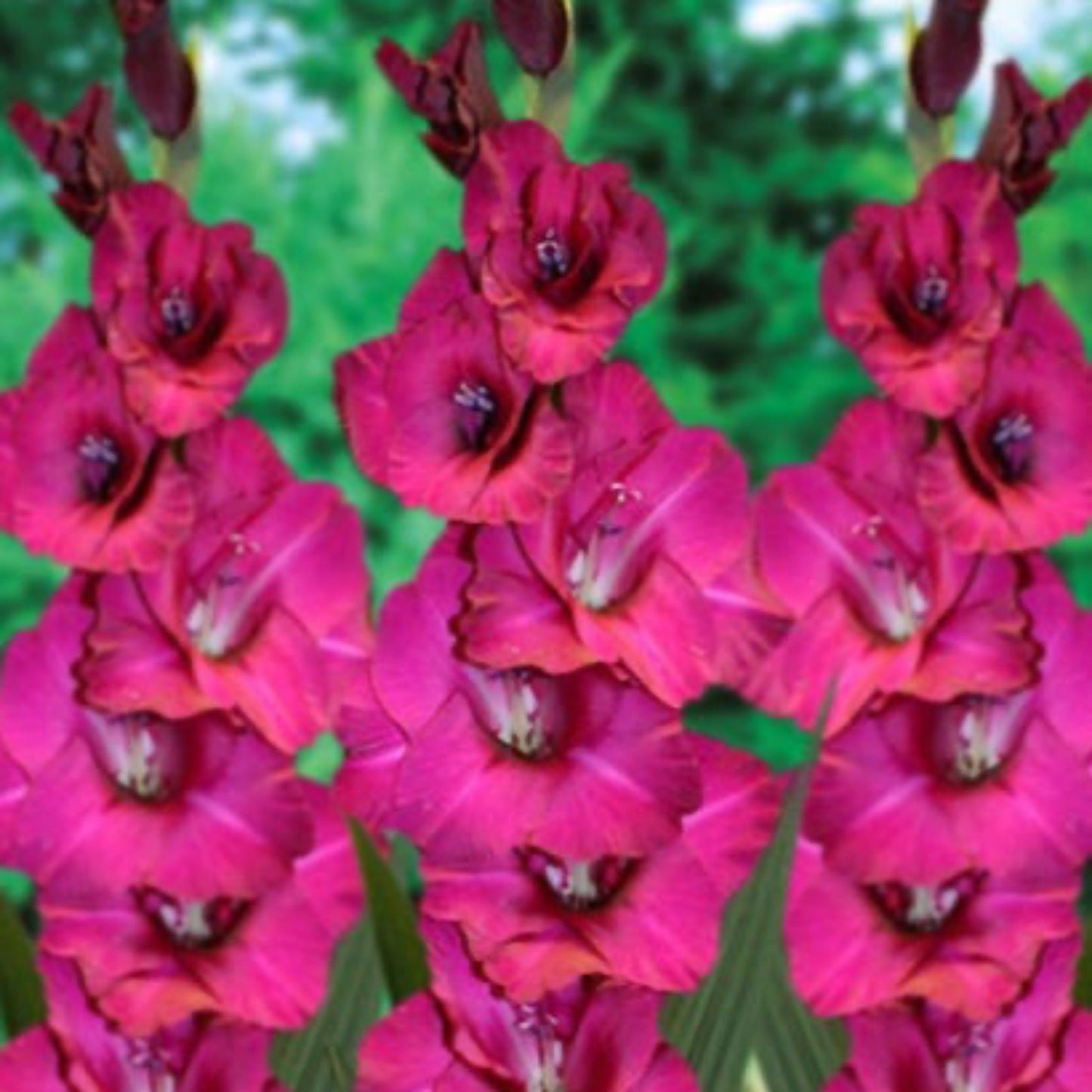 Fidelo Gladiolus Bulbs