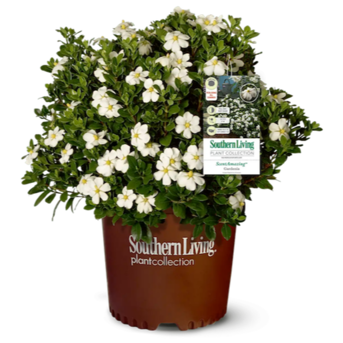 ScentAmazing® Gardenia