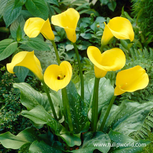 Golden Star Calla Lily Bulbs