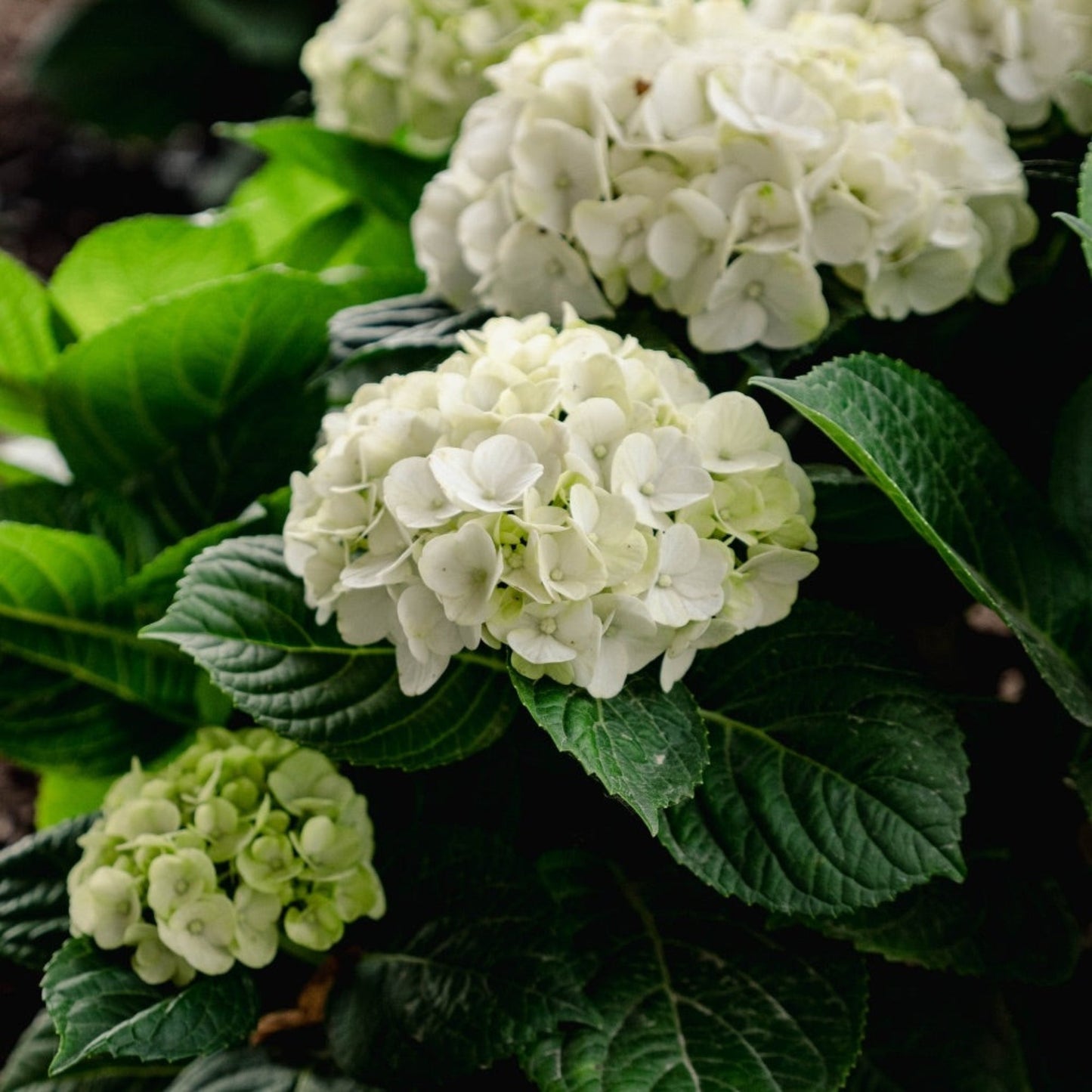 Grin and Tonic™ Reblooming Hydrangea