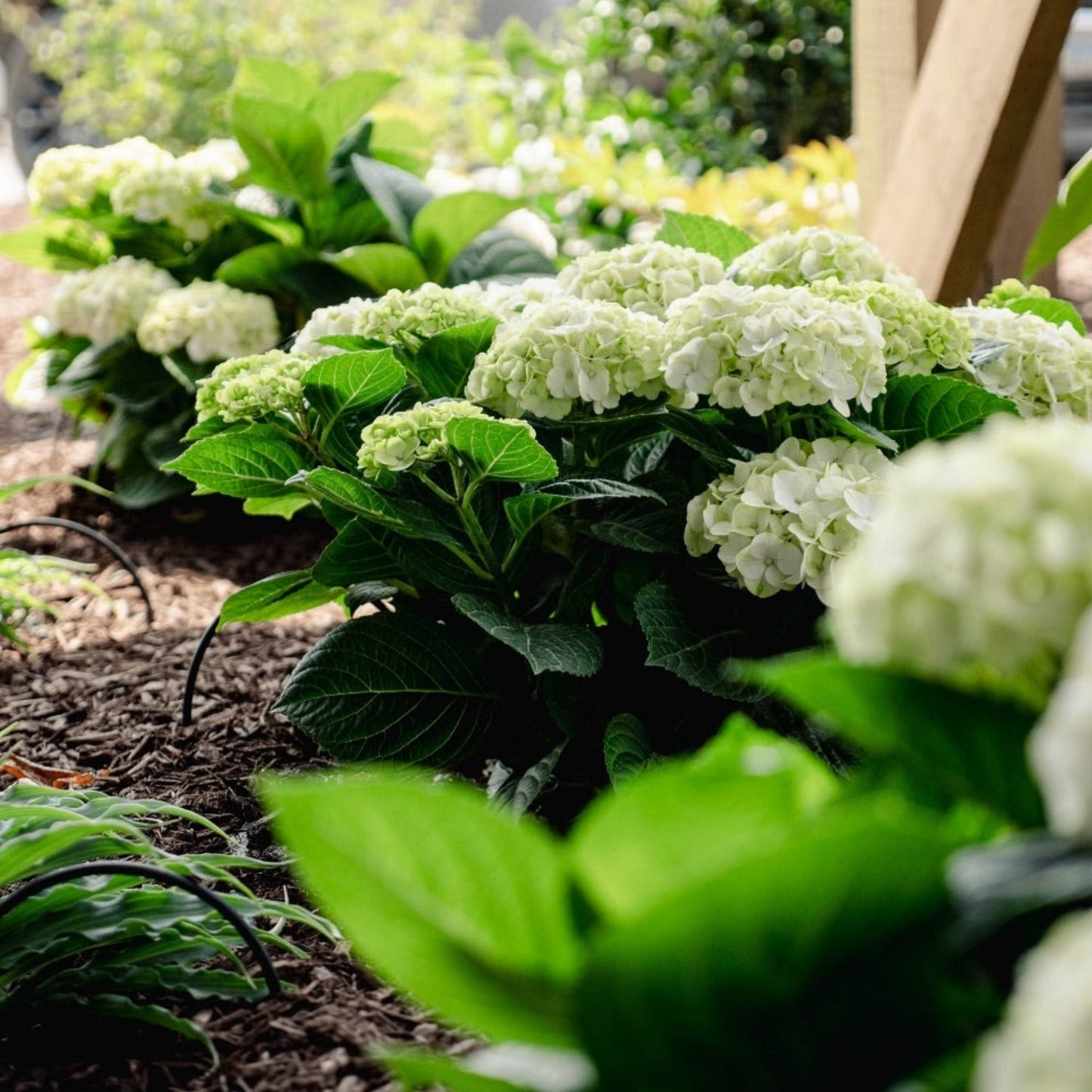 Grin and Tonic™ Reblooming Hydrangea