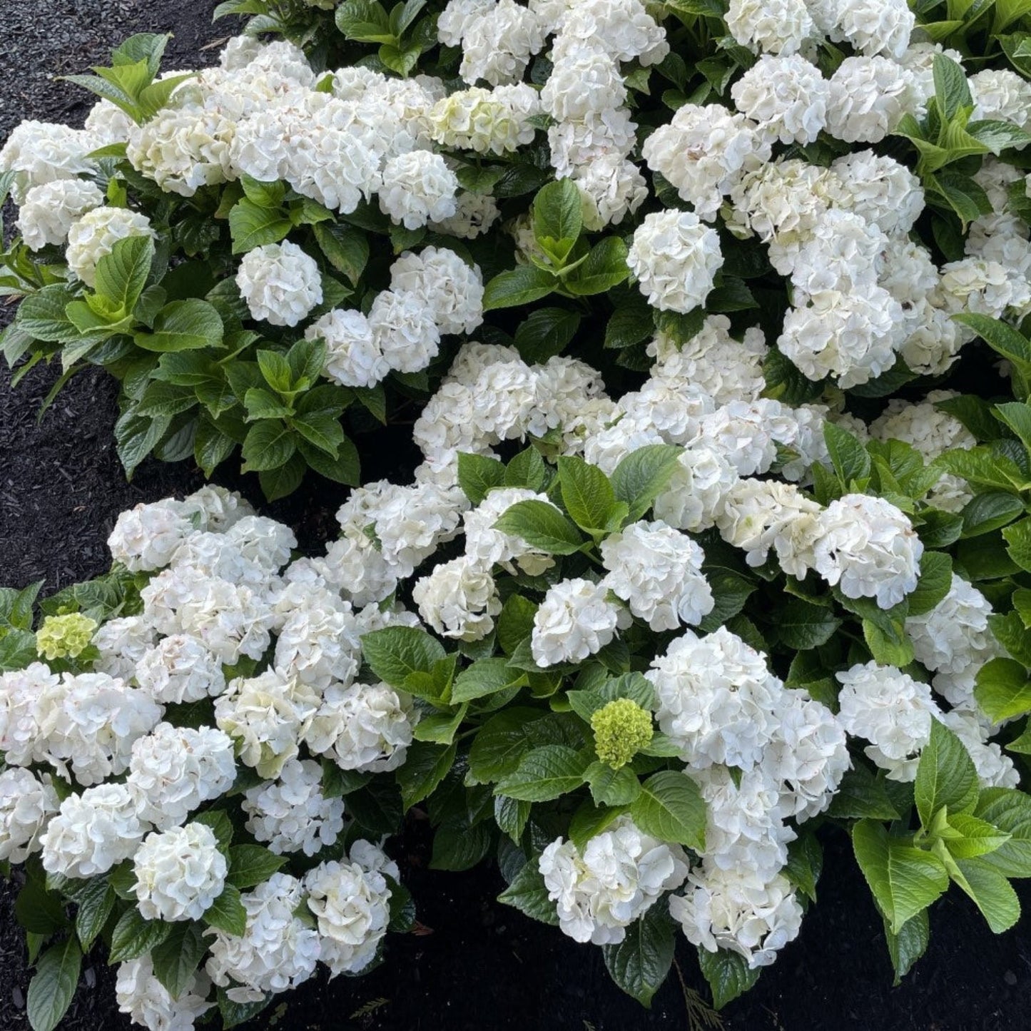 Grin and Tonic™ Reblooming Hydrangea