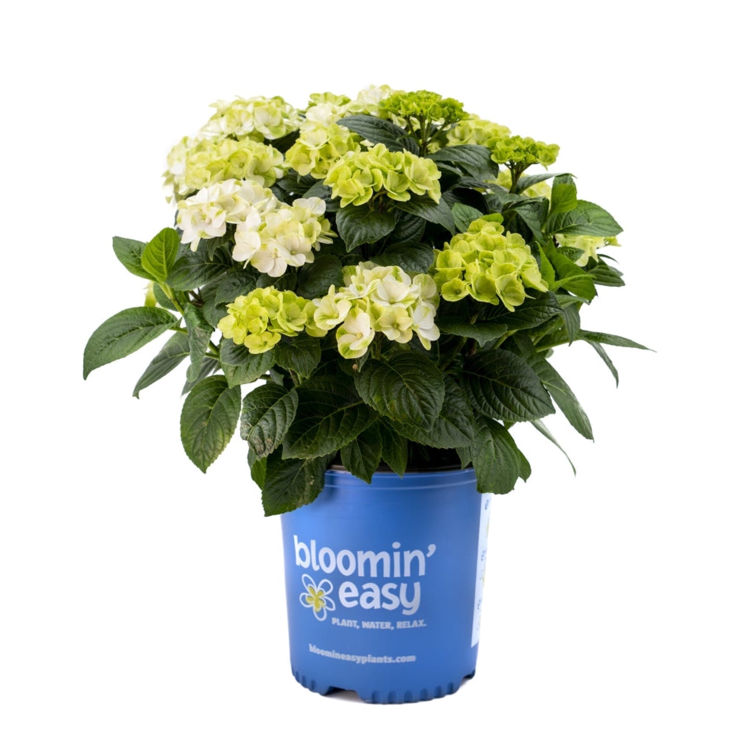 Grin and Tonic™ Reblooming Hydrangea