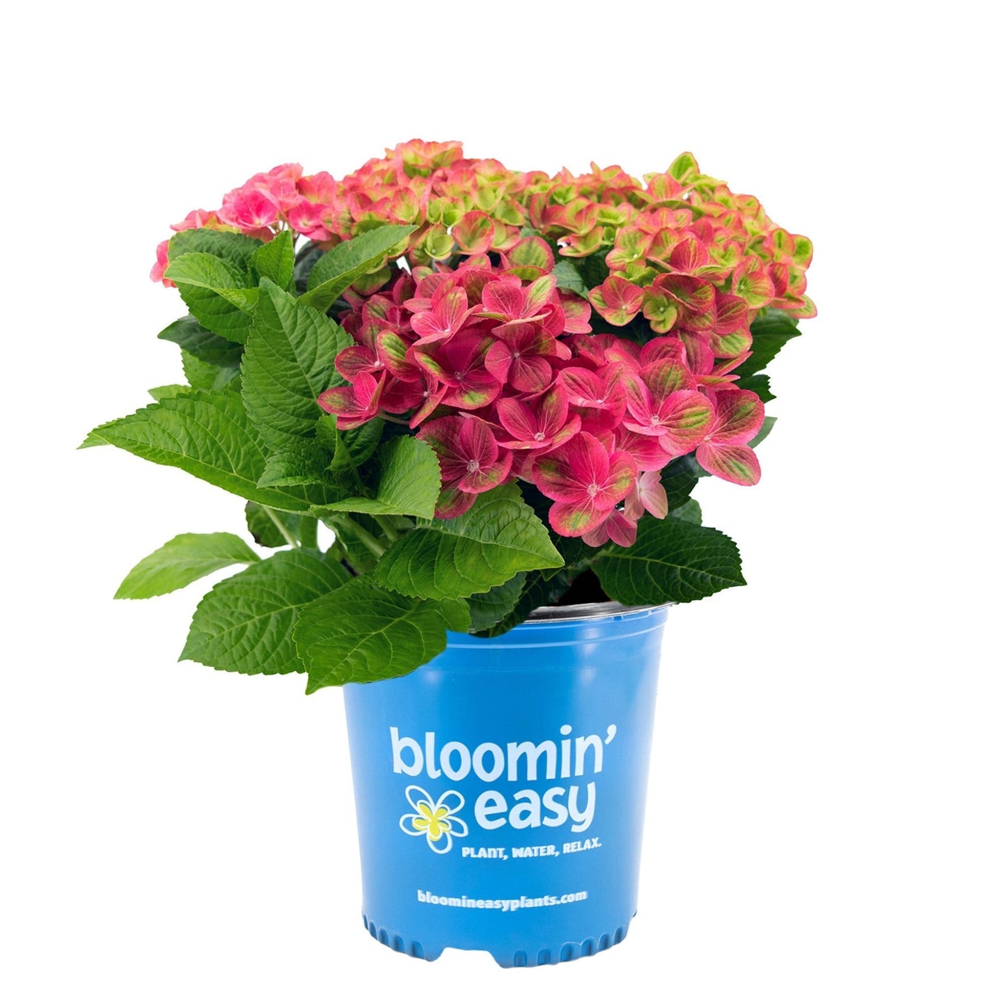 Tilt-a-Swirl® Hydrangea