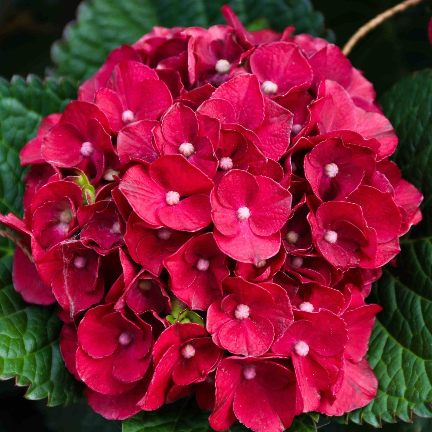 Cherry-Go-Round® Hydrangea