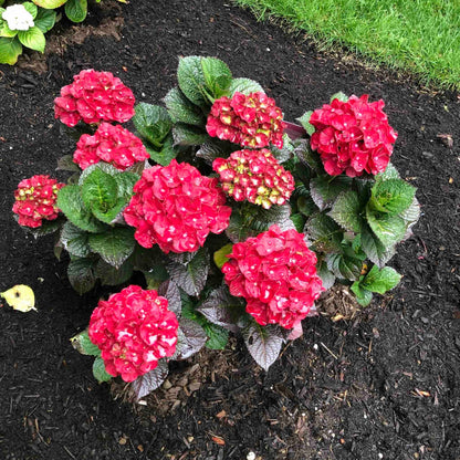 Cherry-Go-Round® Hydrangea