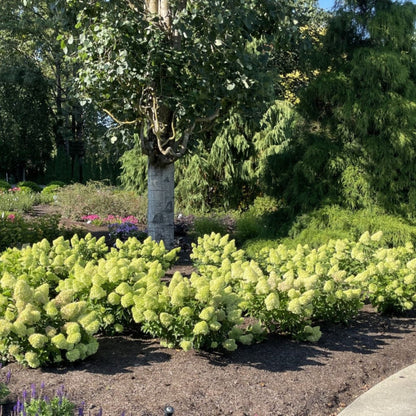 Dragon Baby™ Hydrangea