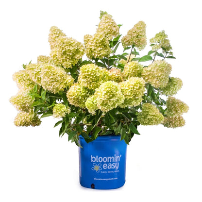 Dragon Baby™ Hydrangea