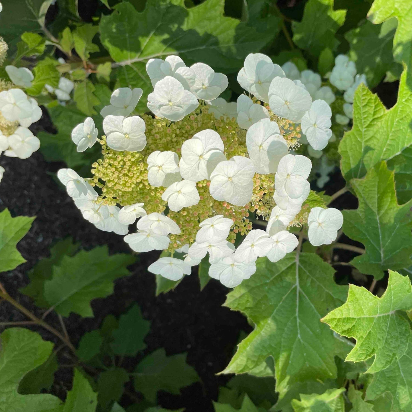 Toy Soldier™ Hydrangea