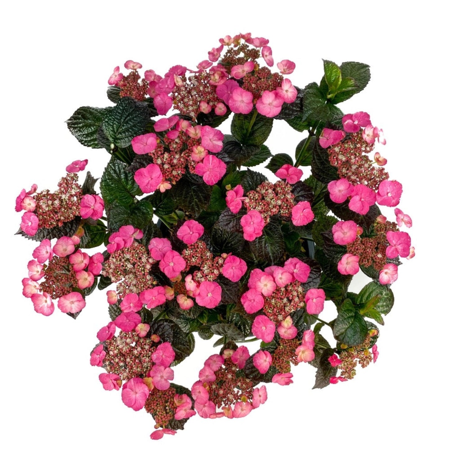 Pink Dynamo™ Hydrangea