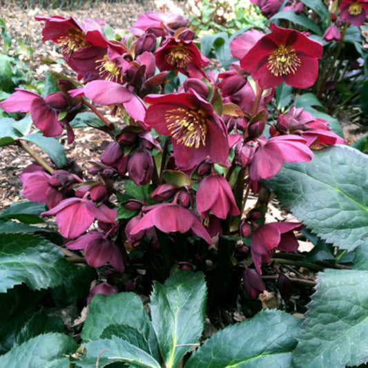 Ice N' Roses® Red Helleborus