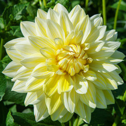 La Luna Dahlia Bulbs