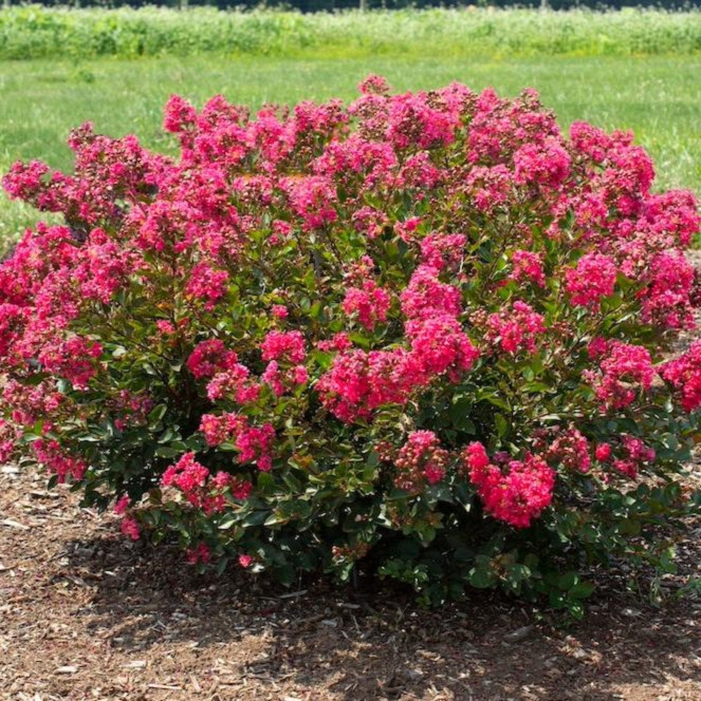 Bellini® Raspberry Crape Myrtle