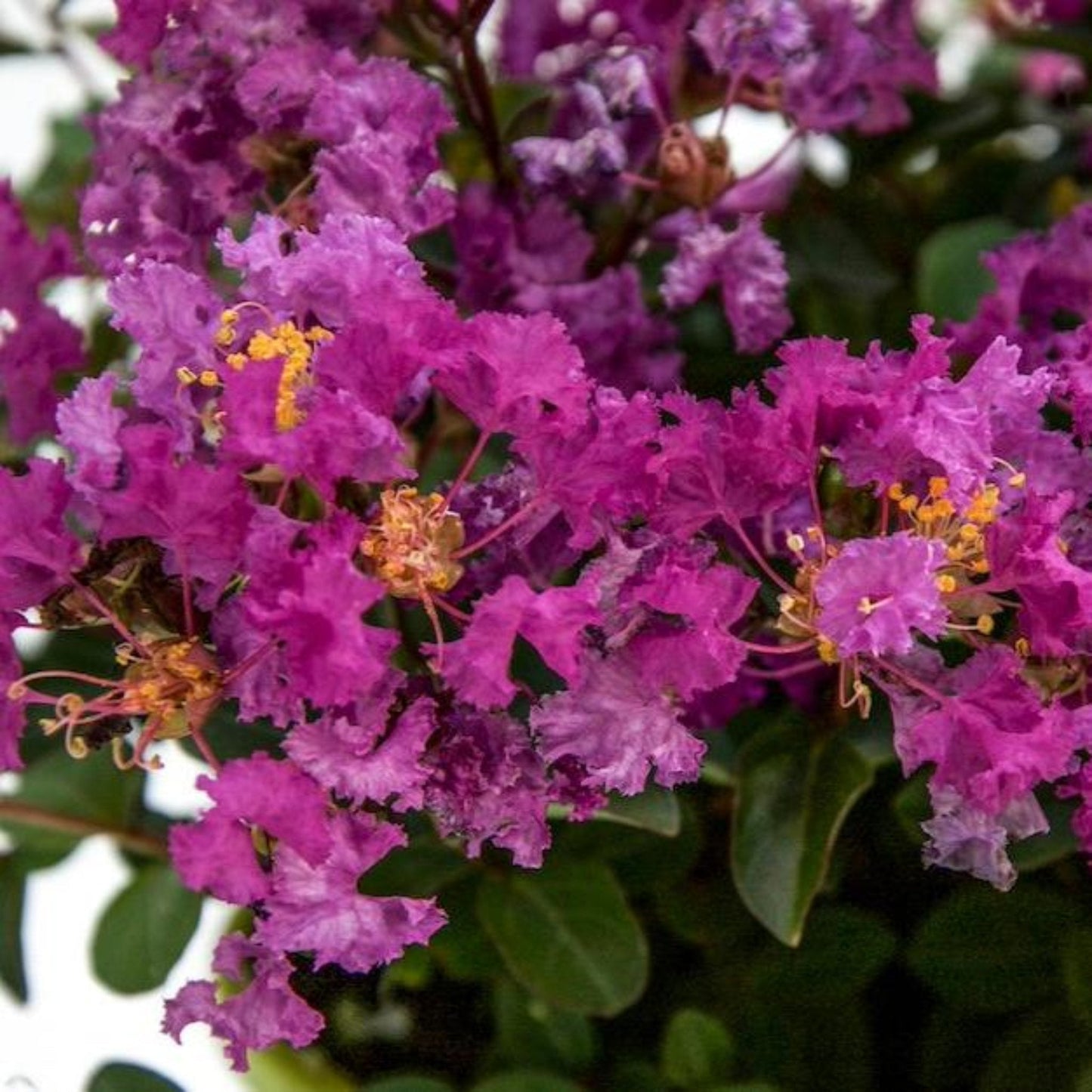 Bellini® Grape Crape Myrtle