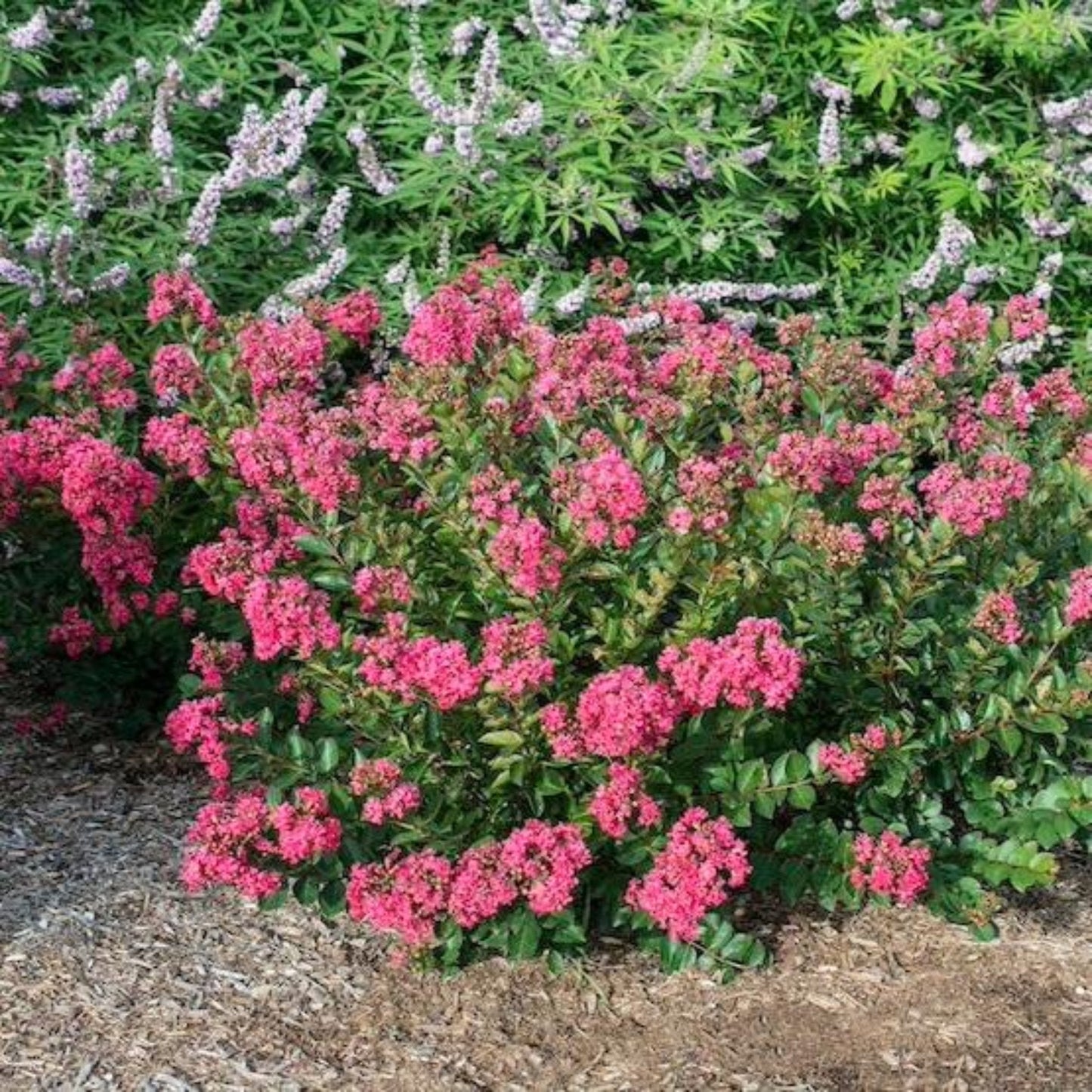 Bellini® Raspberry Crape Myrtle