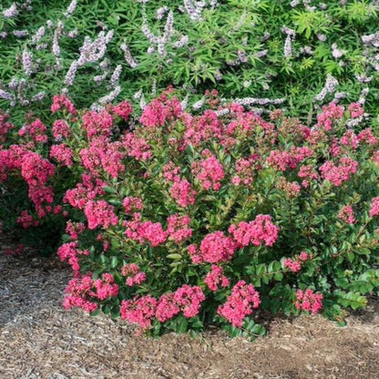 Bellini® Raspberry Crape Myrtle