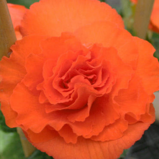 Orange Double Begonia Bulbs