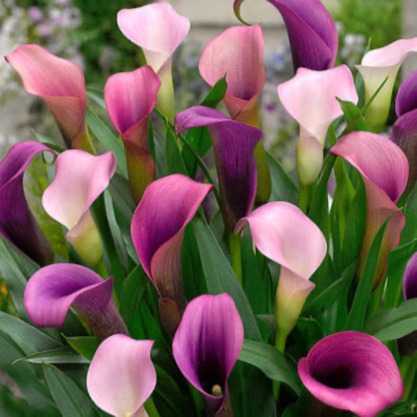 Pasja Calla Lily Bulbs