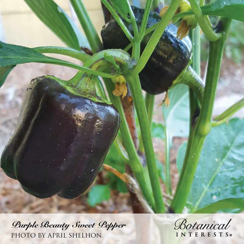 Purple Beauty Sweet Pepper Seeds