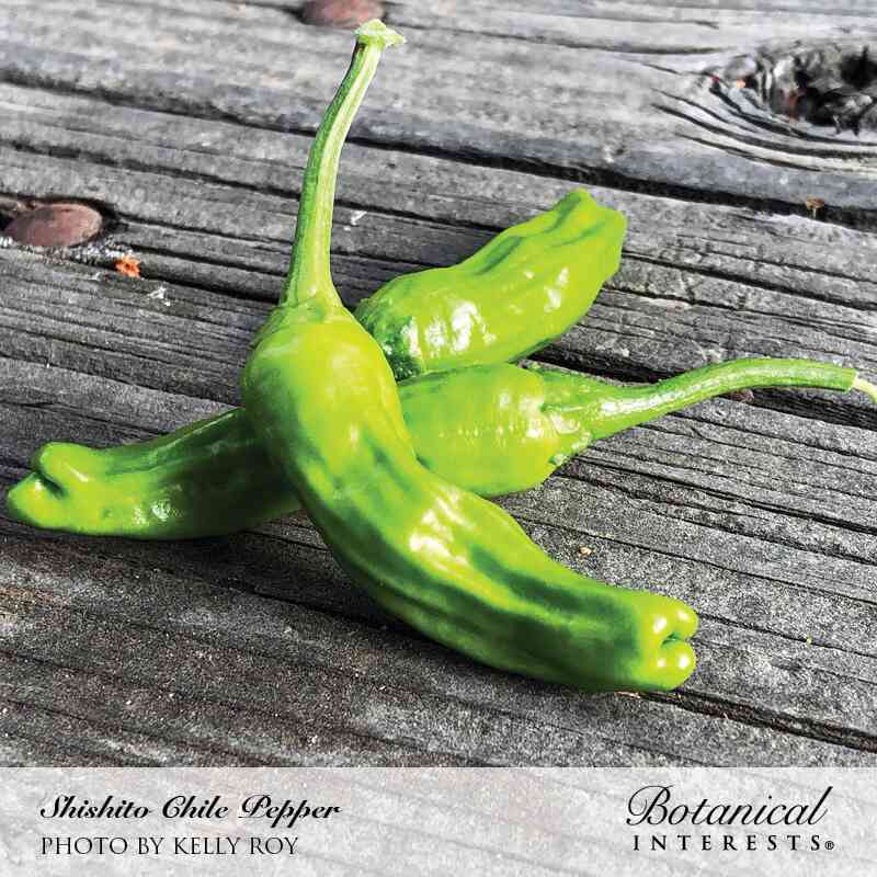 Shishito Chile Pepper Seeds