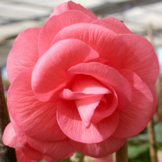 Pink Double Begonia