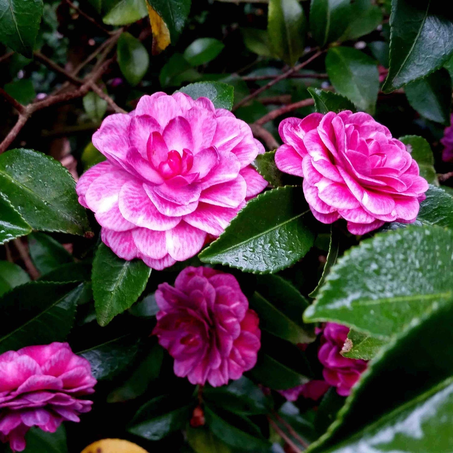 Purple Haze Camellia