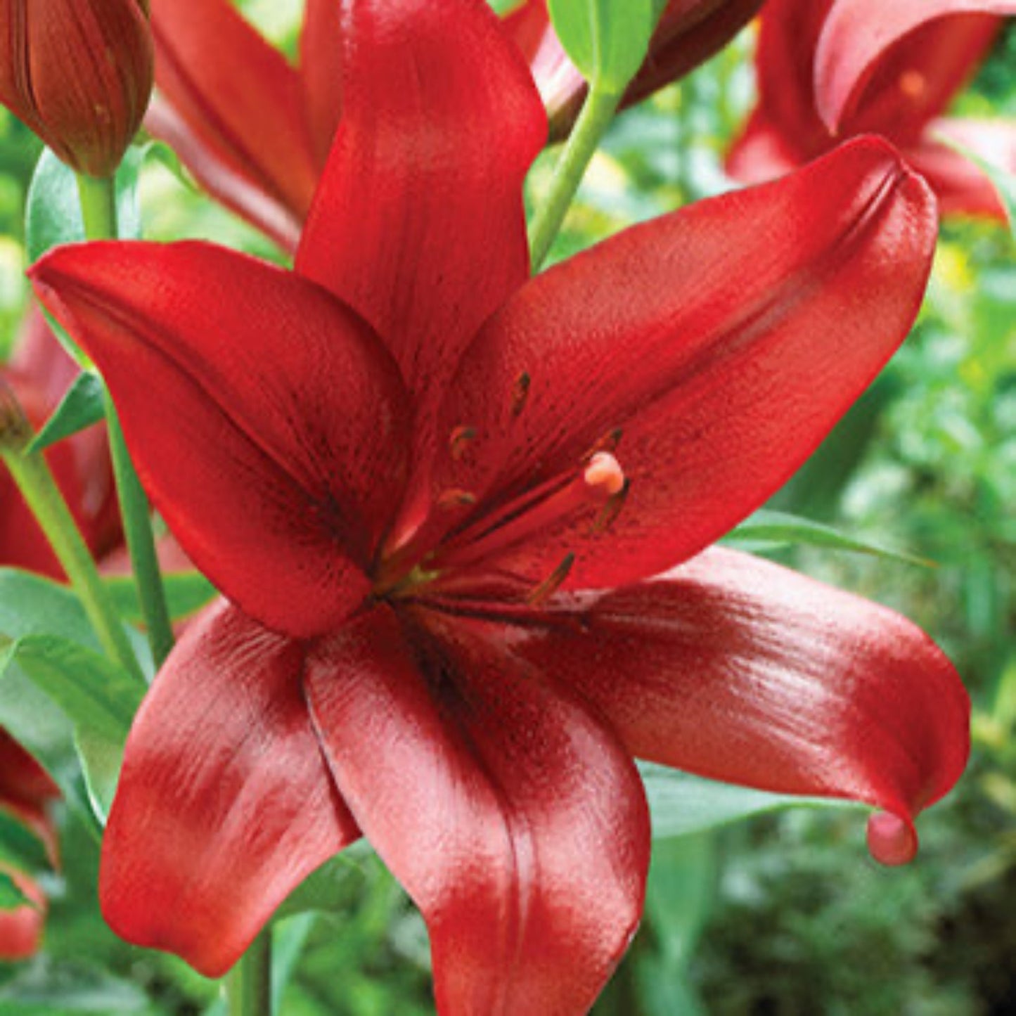 Red Velvet Asiatic Lily Bulbs