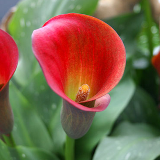 Red Alert Calla Lily Bulbs