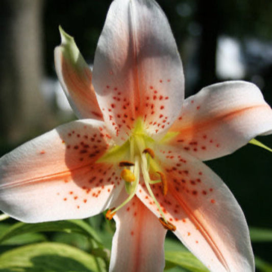 Salmon Party Oriental Lily Bulbs